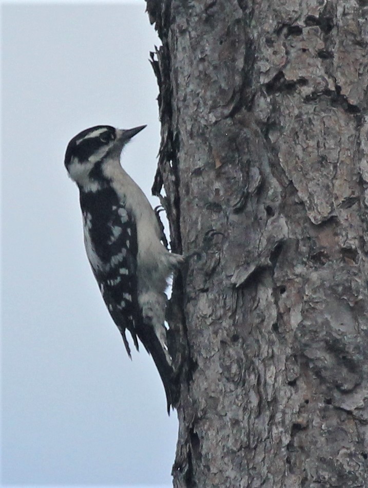 Downy Woodpecker - ML162703231