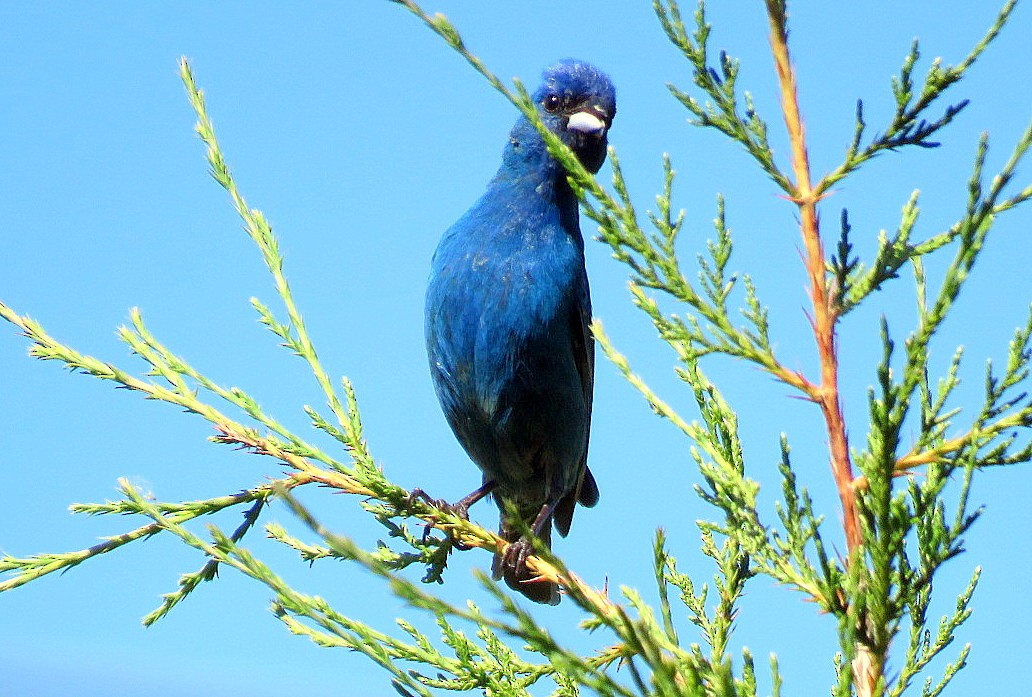Indigo Bunting - ML162704241