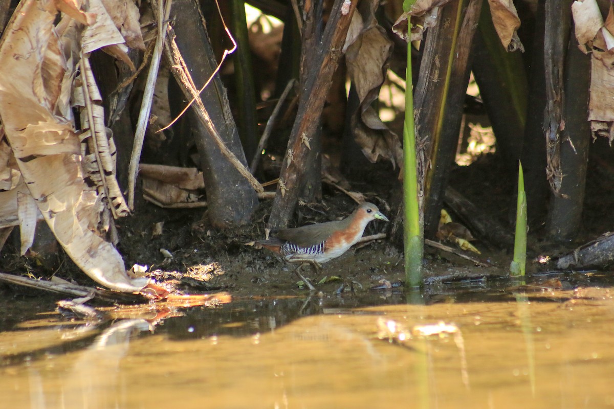 Rufous-sided Crake - ML162704671