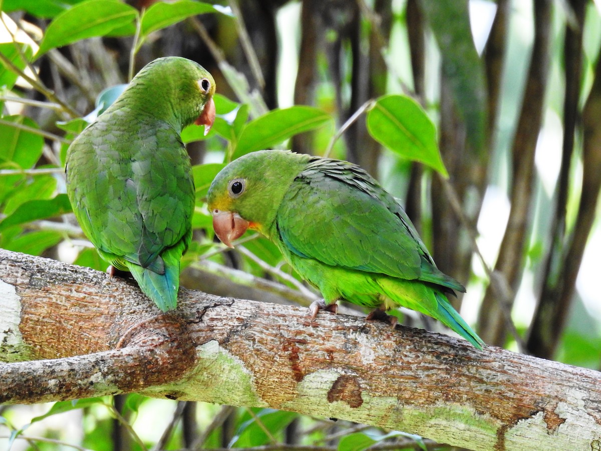 Cobalt-winged Parakeet - Jon Iratzagorria Garay