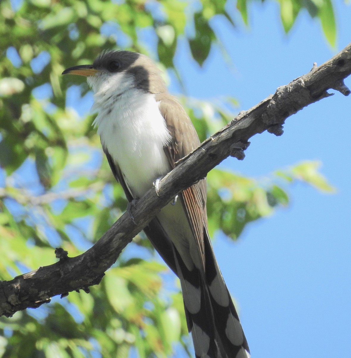 Yellow-billed Cuckoo - ML162704921