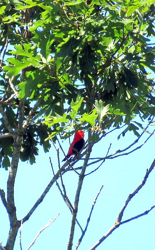Scarlet Tanager - ML162706261