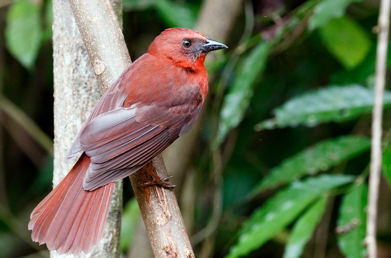 Red-throated Ant-Tanager - ML162706921