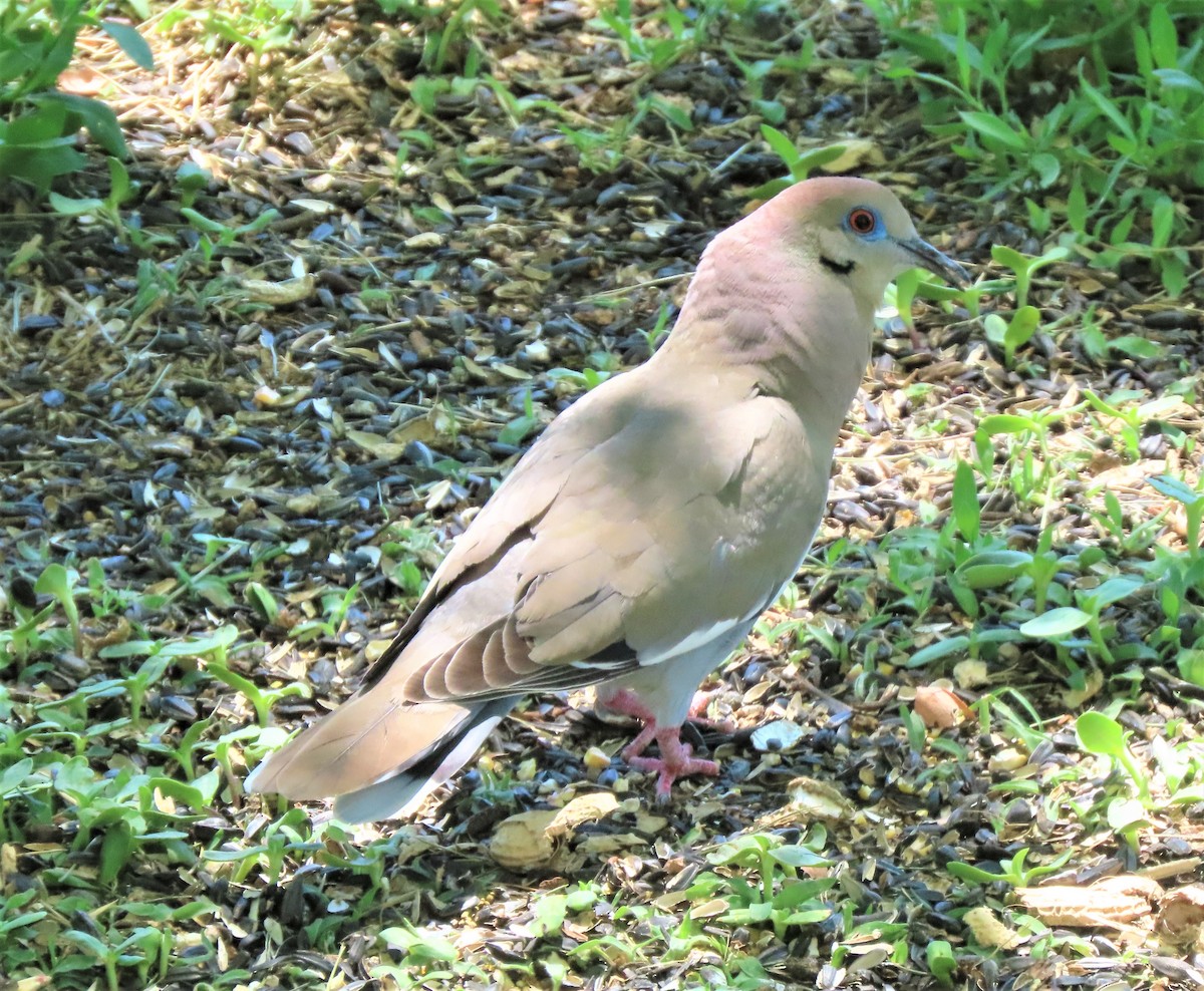 White-winged Dove - ML162708331