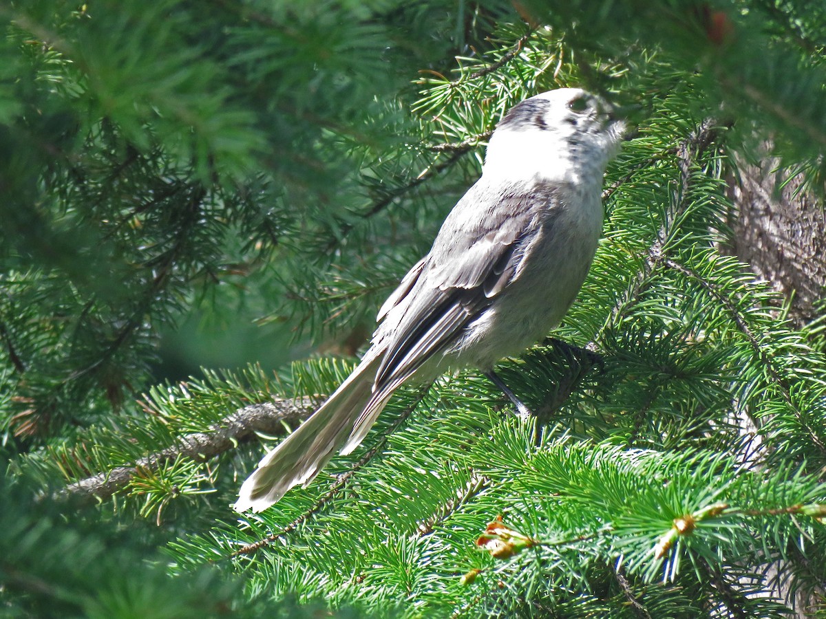 Canada Jay - ML162709901