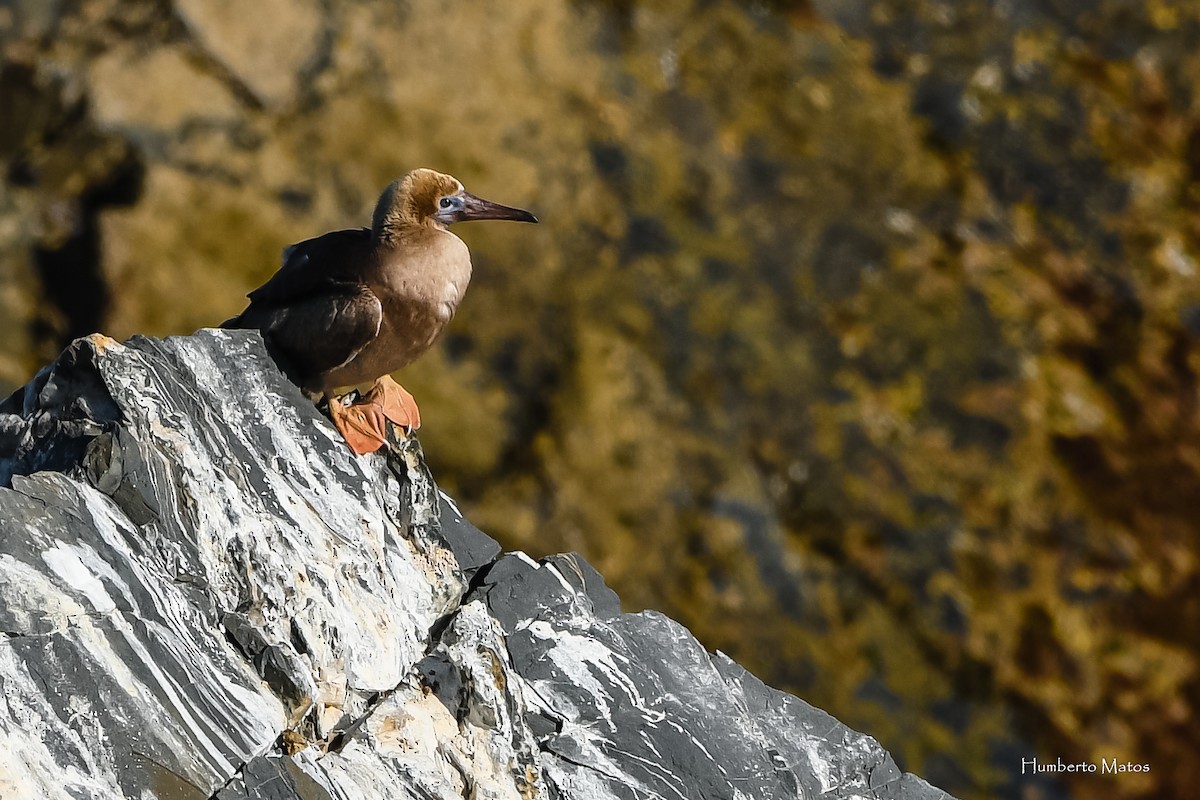 Red-footed Booby - Humberto Matos