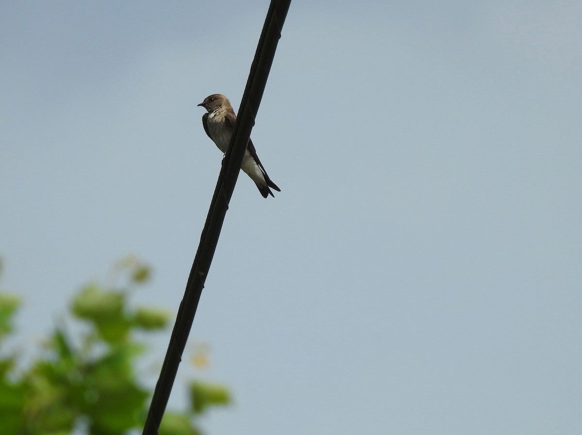 Northern Rough-winged Swallow - ML162711771