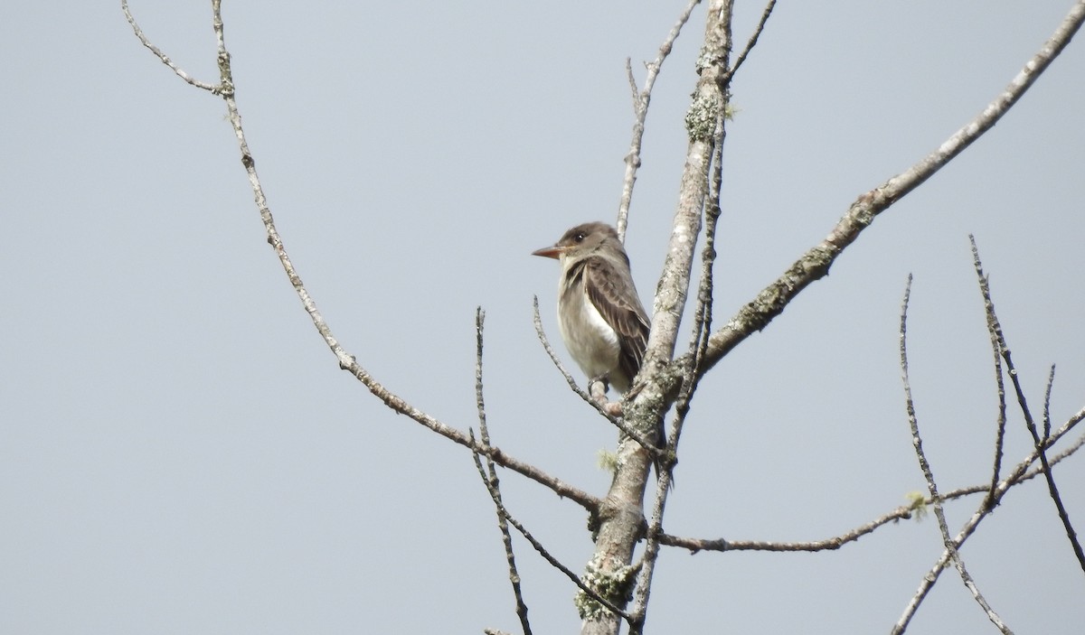 Eastern Phoebe - ML162712111