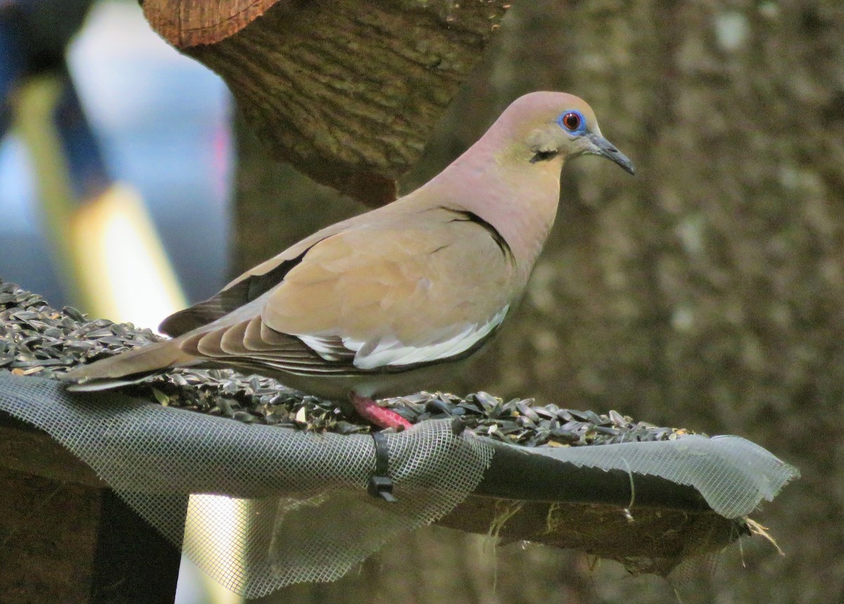 White-winged Dove - ML162712251