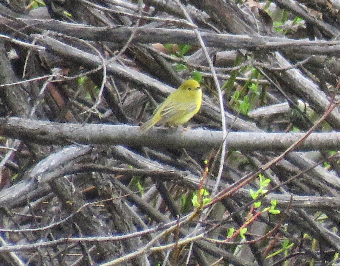 Paruline jaune - ML162714721