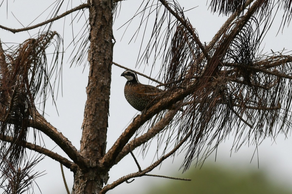 Northern Bobwhite - ML162716601