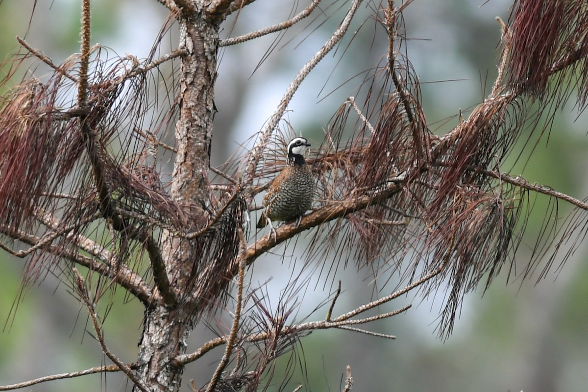 Northern Bobwhite - ML162716621