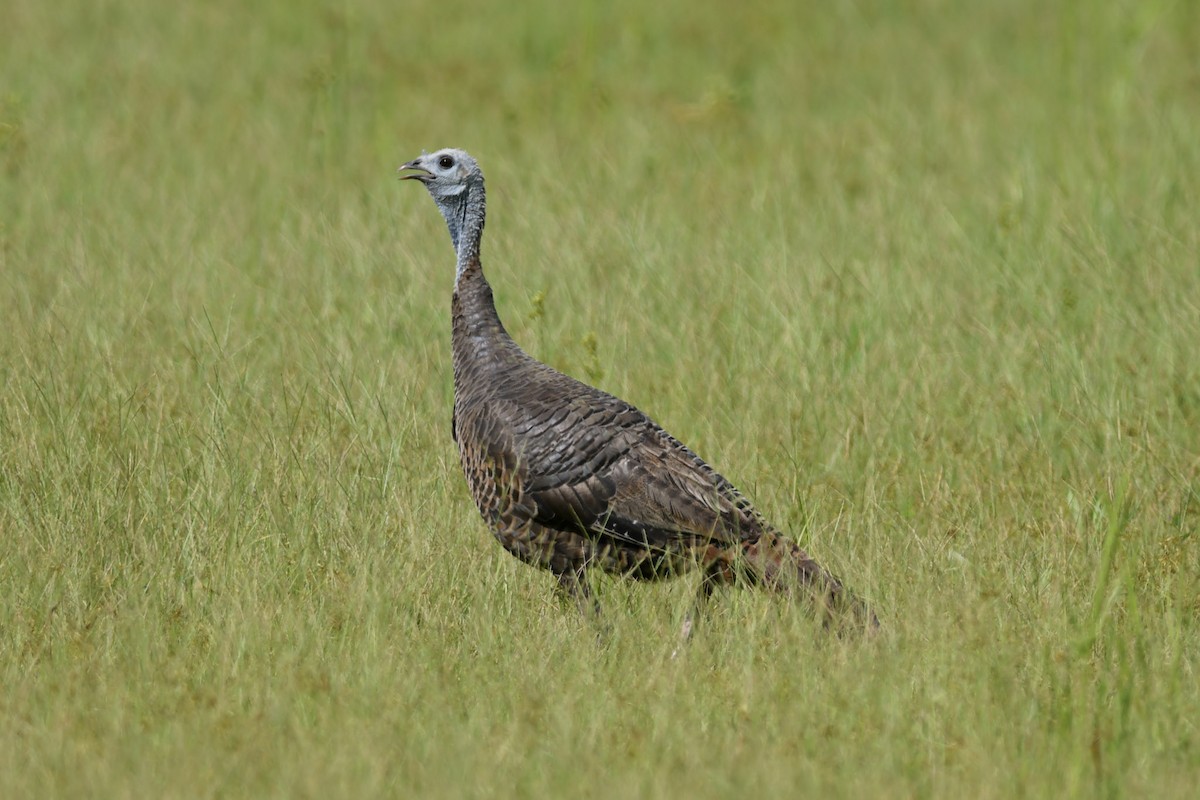 Wild Turkey - ML162716691