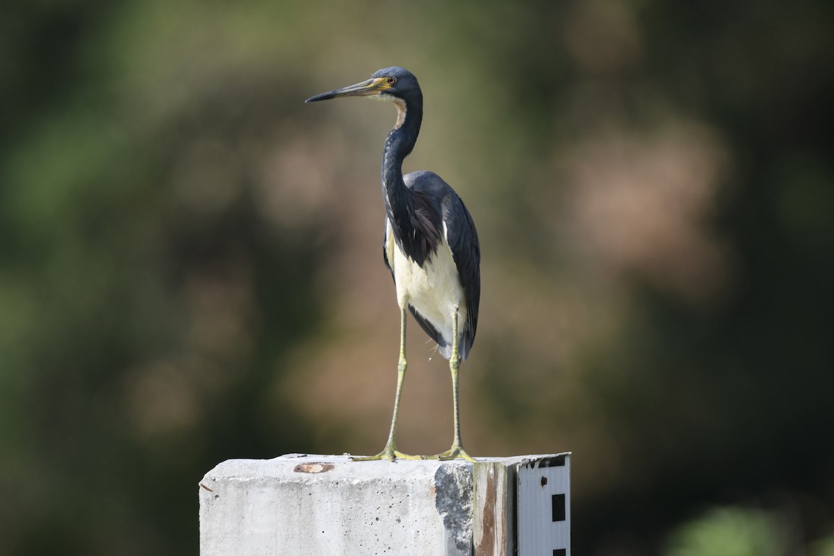 Tricolored Heron - Mike Charest