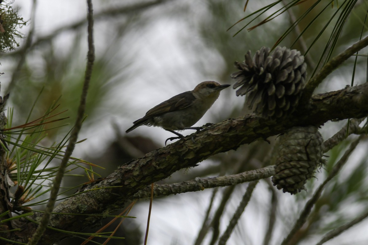 Brown-headed Nuthatch - ML162716791