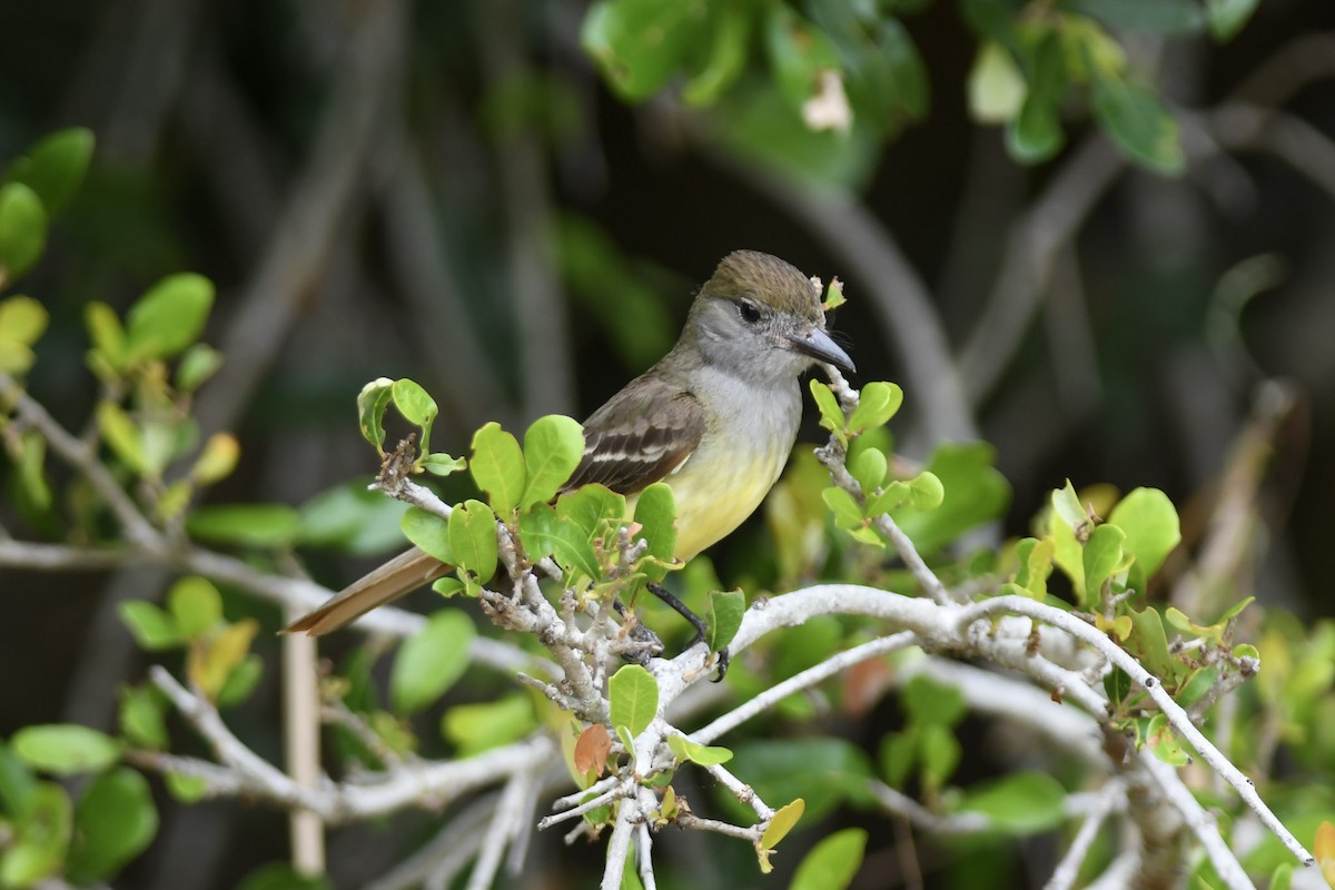 Great Crested Flycatcher - ML162716871