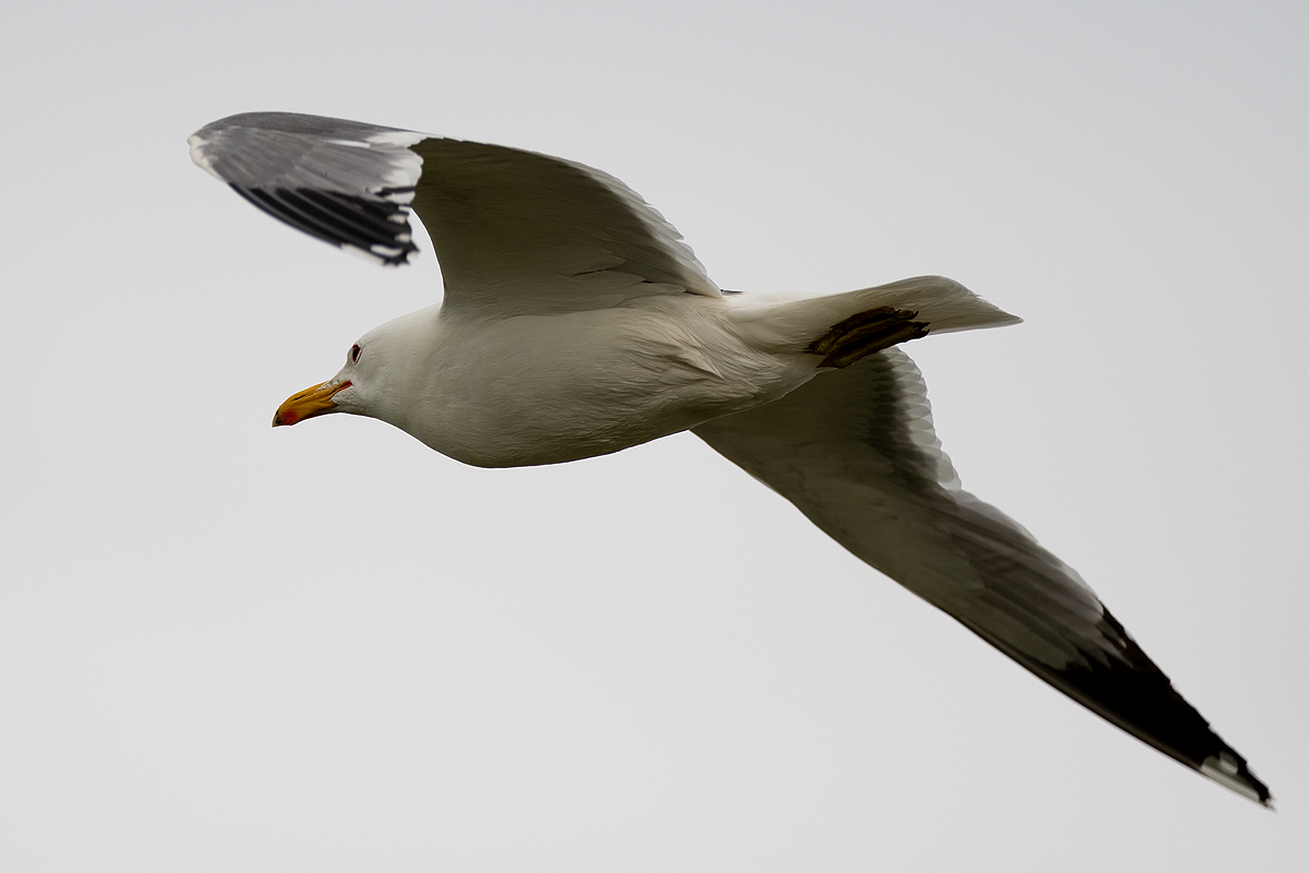 California Gull - ML162719661