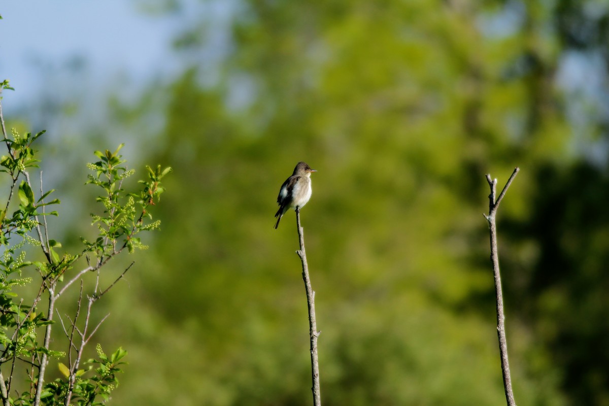 Olive-sided Flycatcher - ML162721391