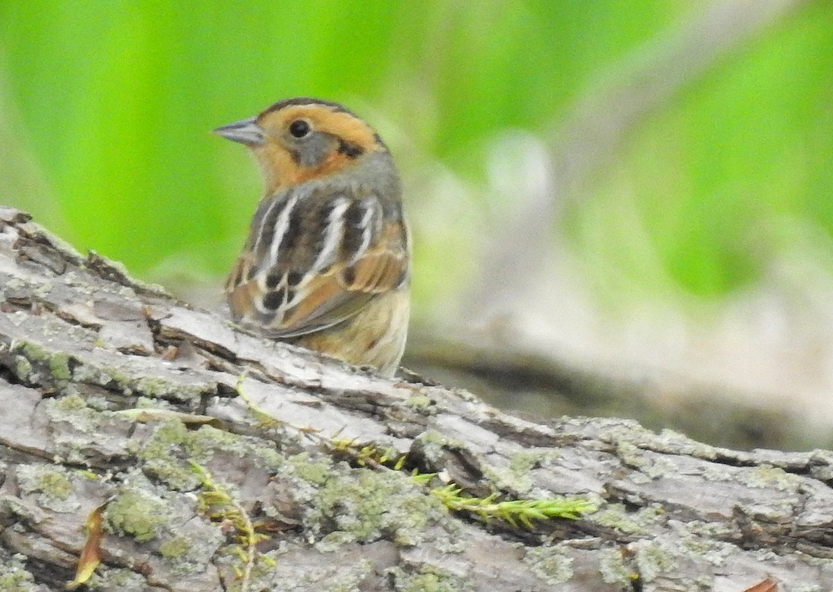 Nelson's Sparrow - shelley seidman