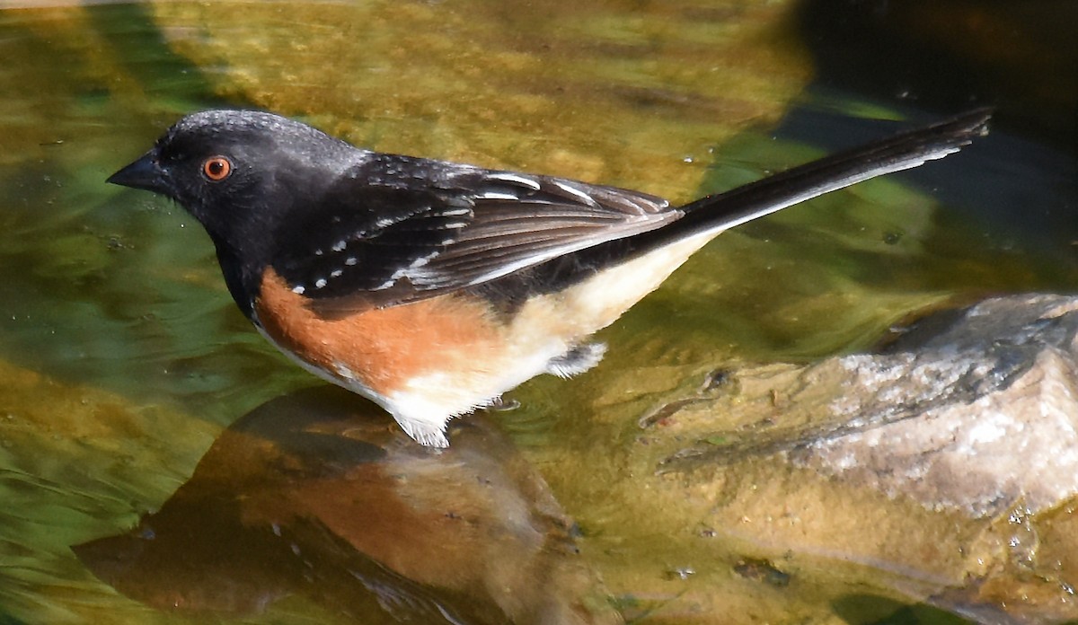 Spotted x Eastern Towhee (hybrid) - Steven Mlodinow