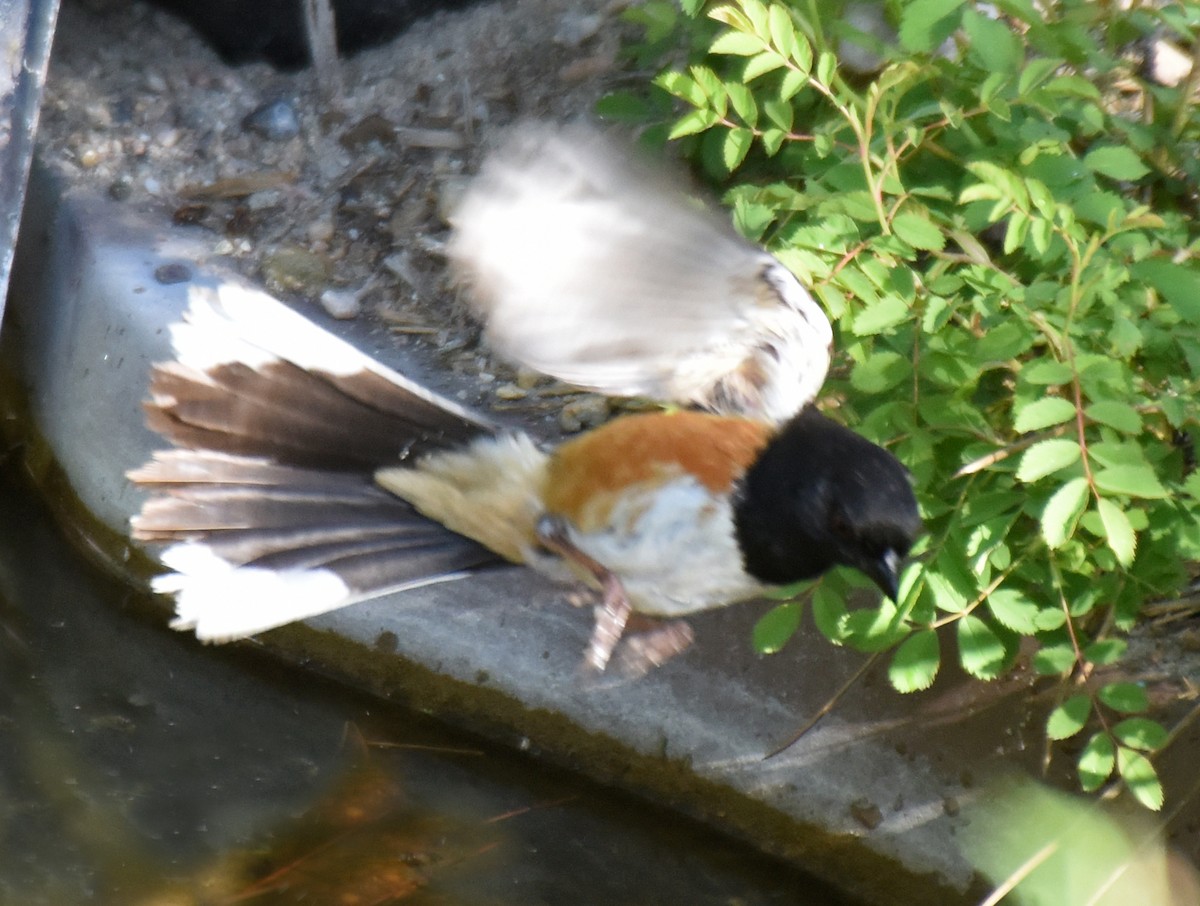 Spotted x Eastern Towhee (hybrid) - ML162722971