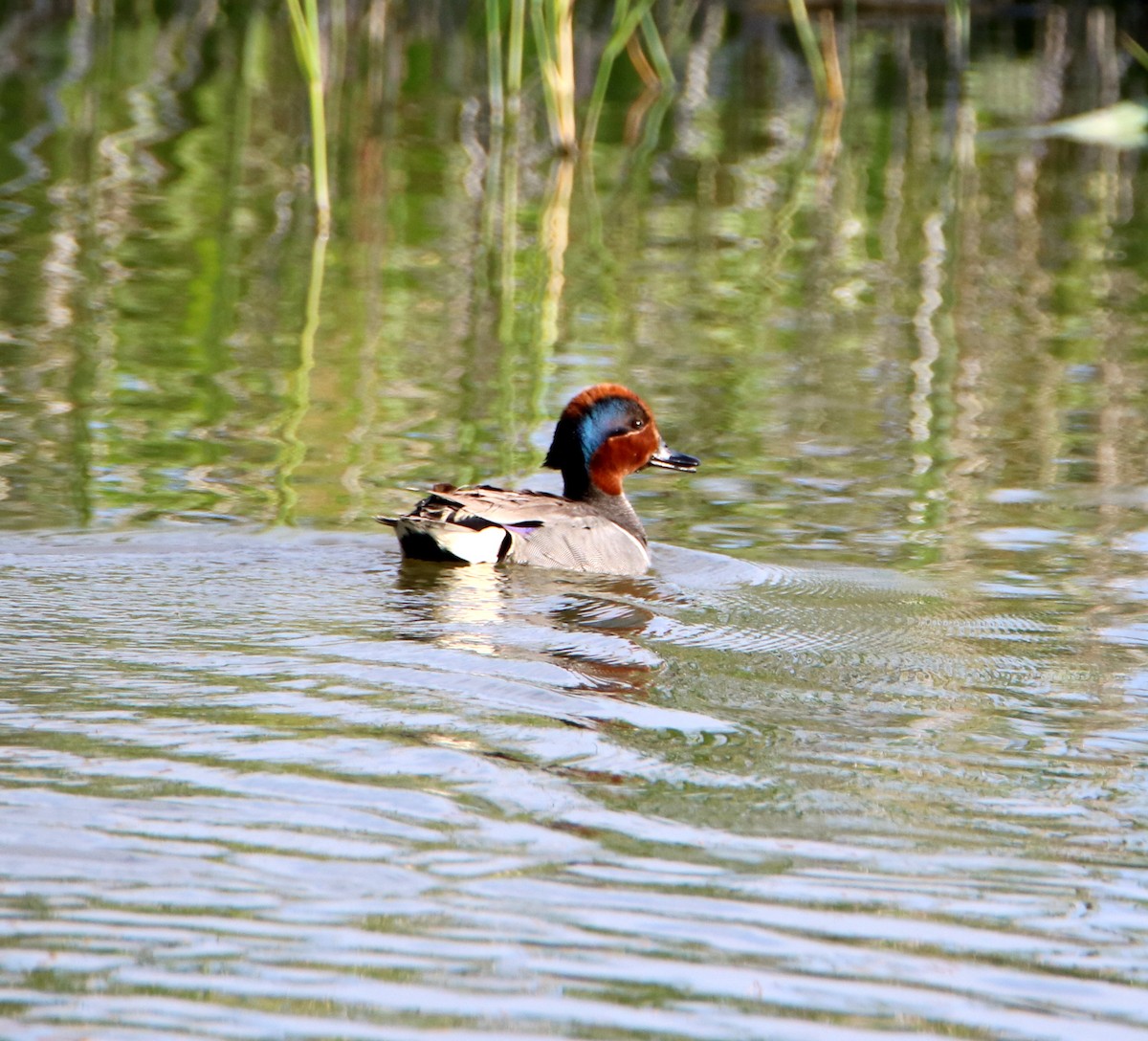 Green-winged Teal - ML162723291