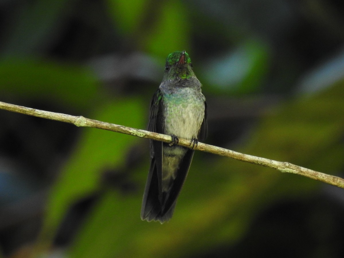 Blue-chested Hummingbird - ML162723511