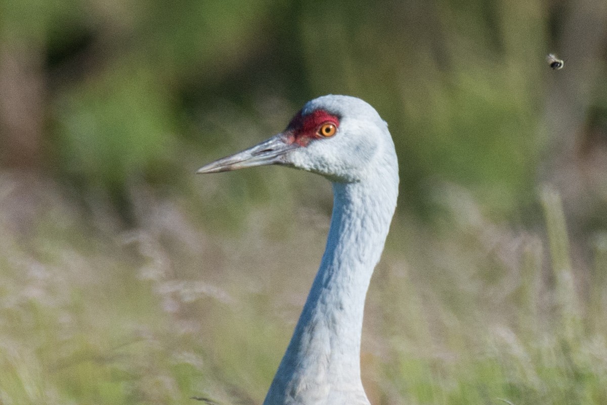 Sandhill Crane - ML162723531