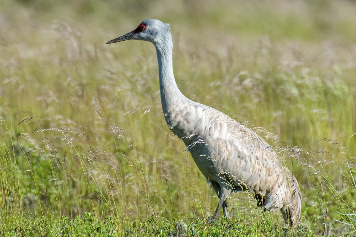 Grulla Canadiense - ML162723611