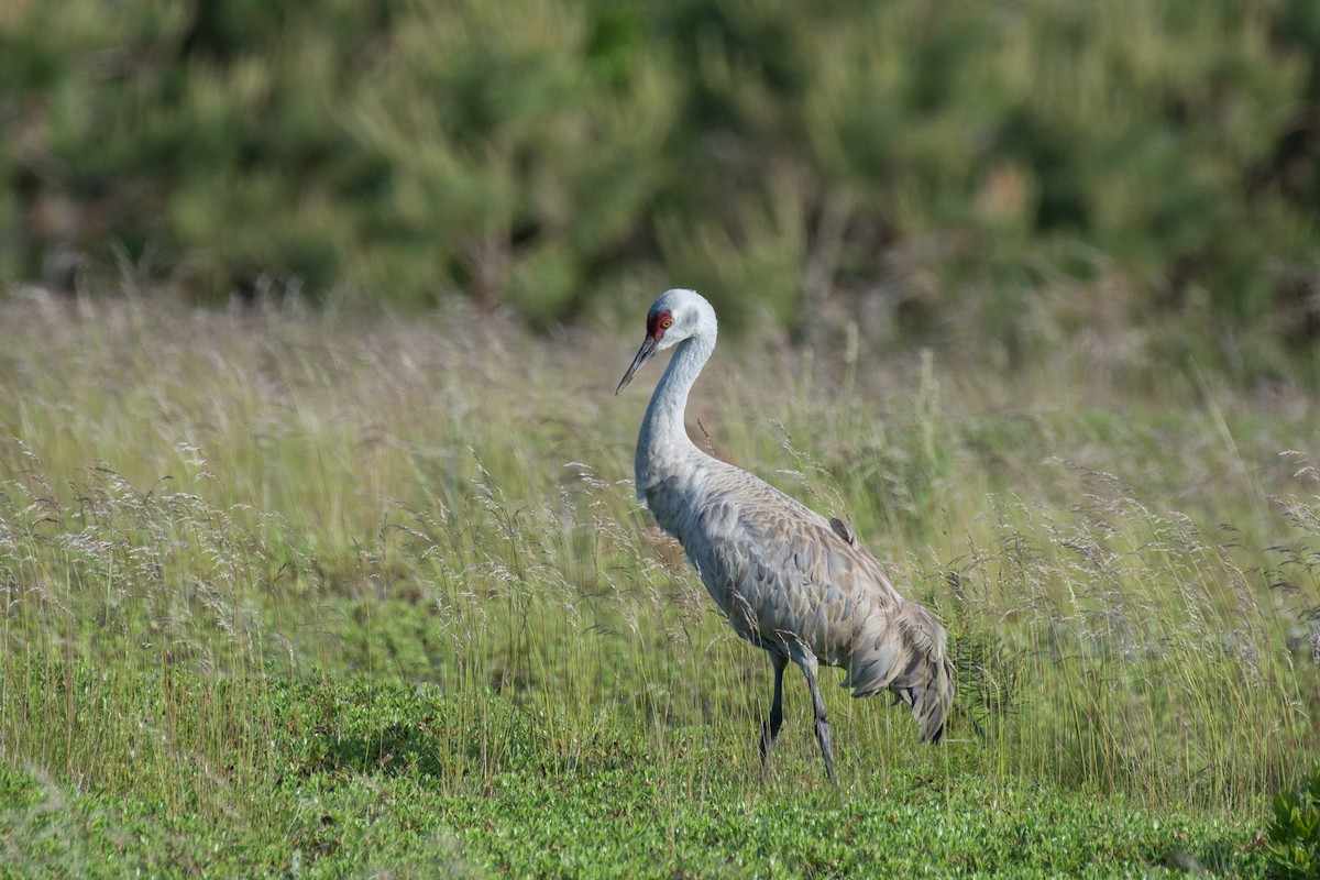 Sandhill Crane - ML162723811