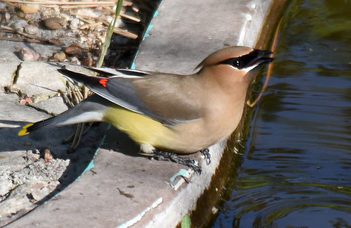 Cedar Waxwing - ML162725381