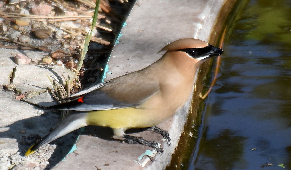 Cedar Waxwing - ML162725391