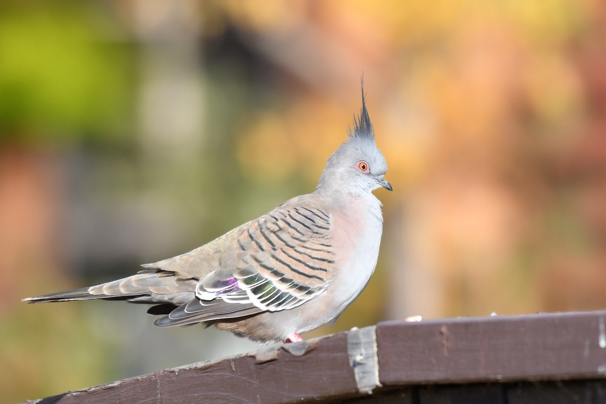 Crested Pigeon - Ian Hearn