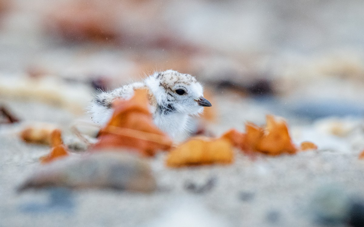 Piping Plover - Kyle Tansley