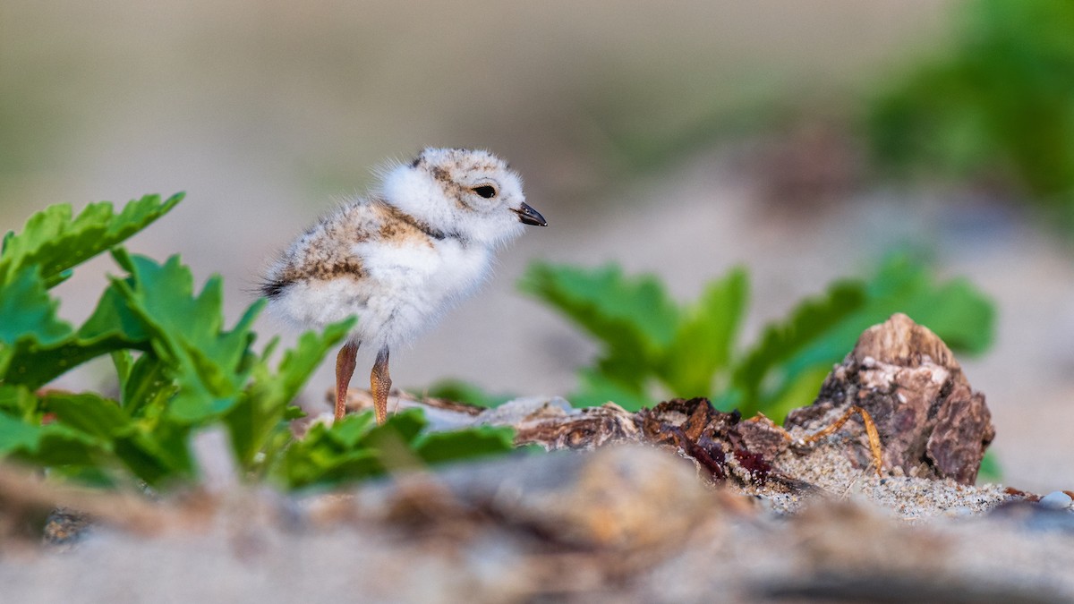 Piping Plover - Kyle Tansley