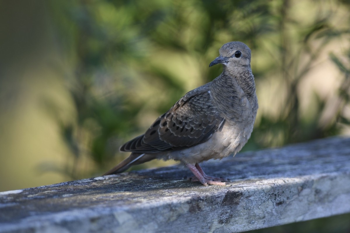 Mourning Dove - Mike Charest