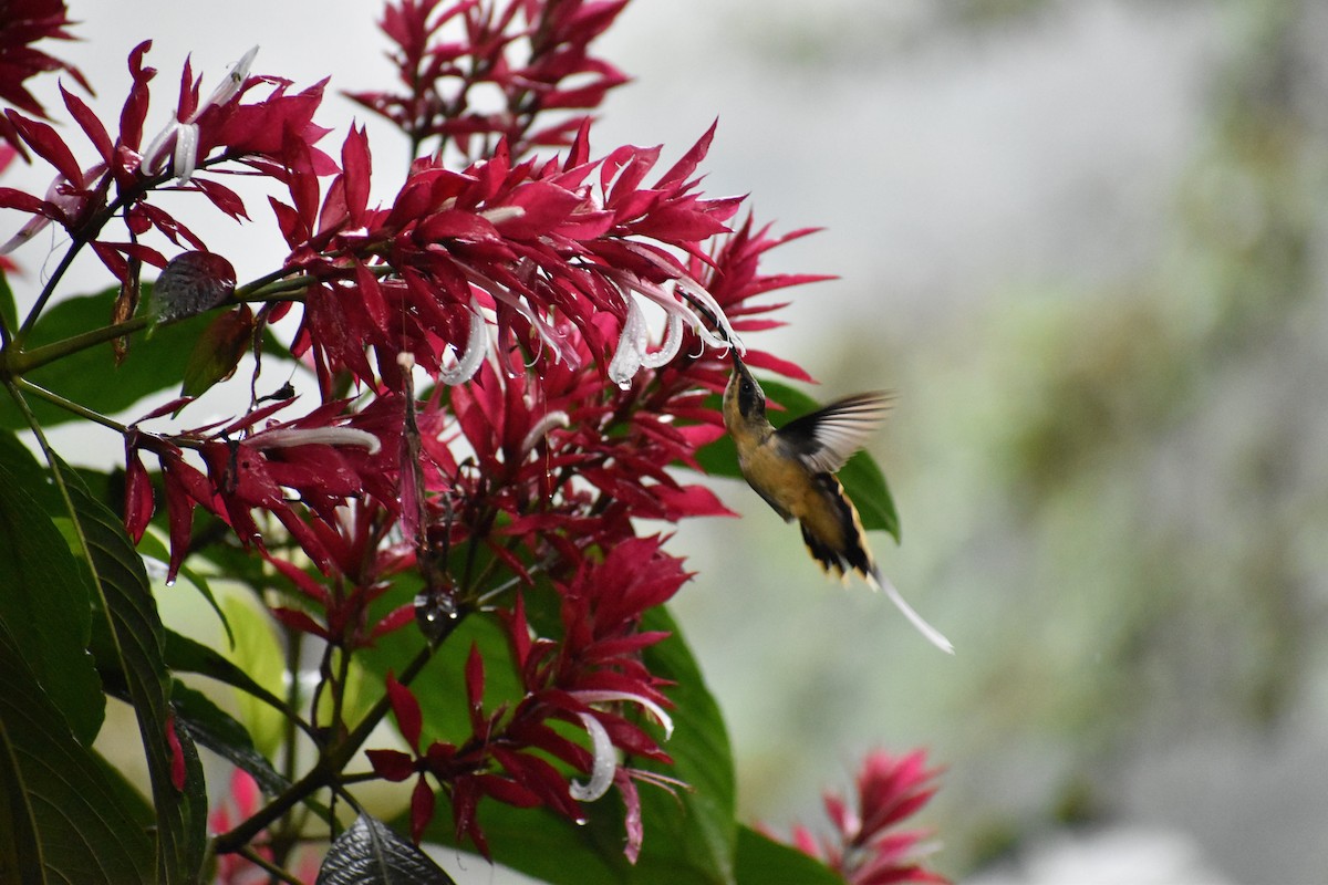 Tawny-bellied Hermit - ML162730541