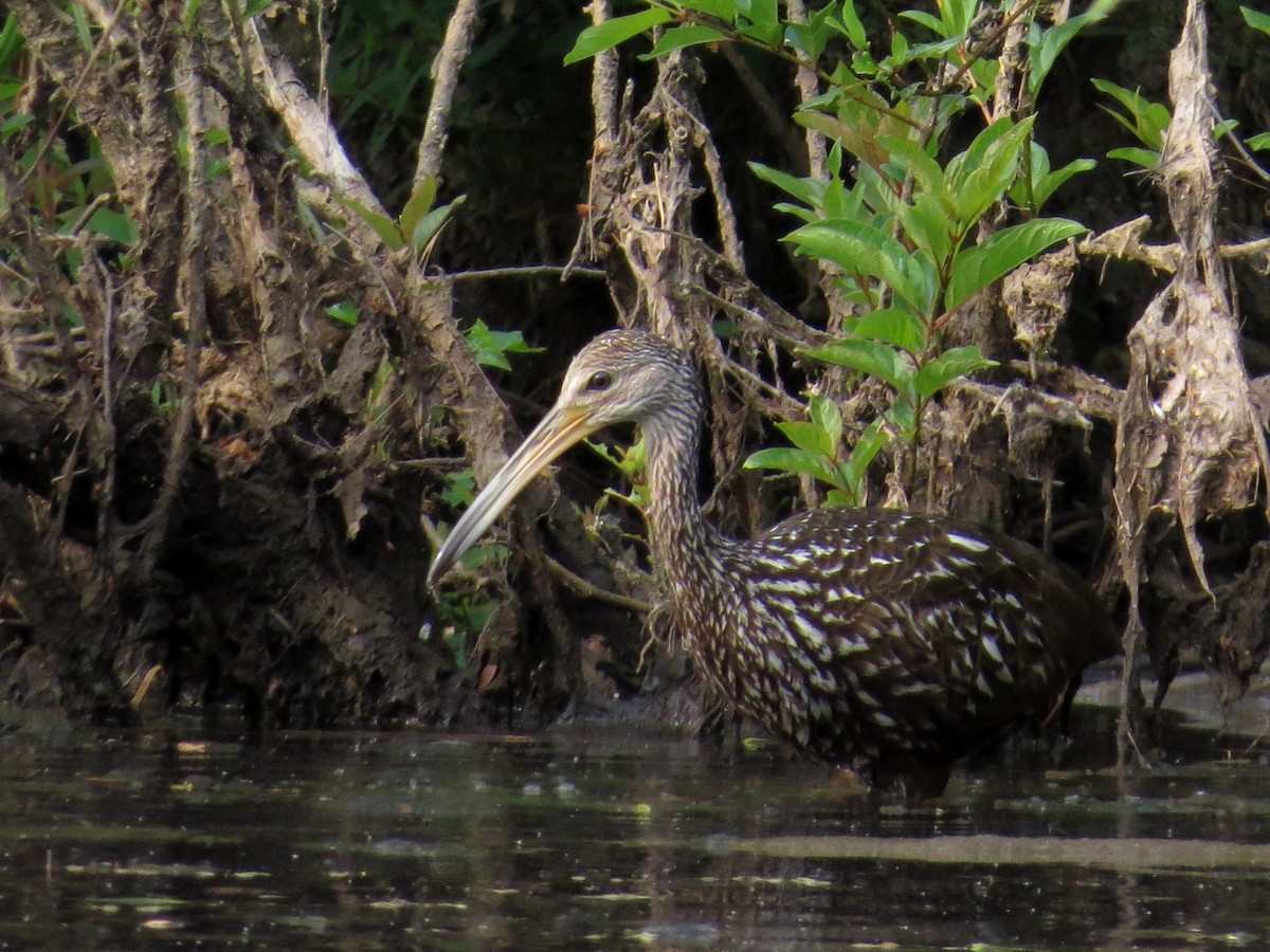 Limpkin - WS Barbour