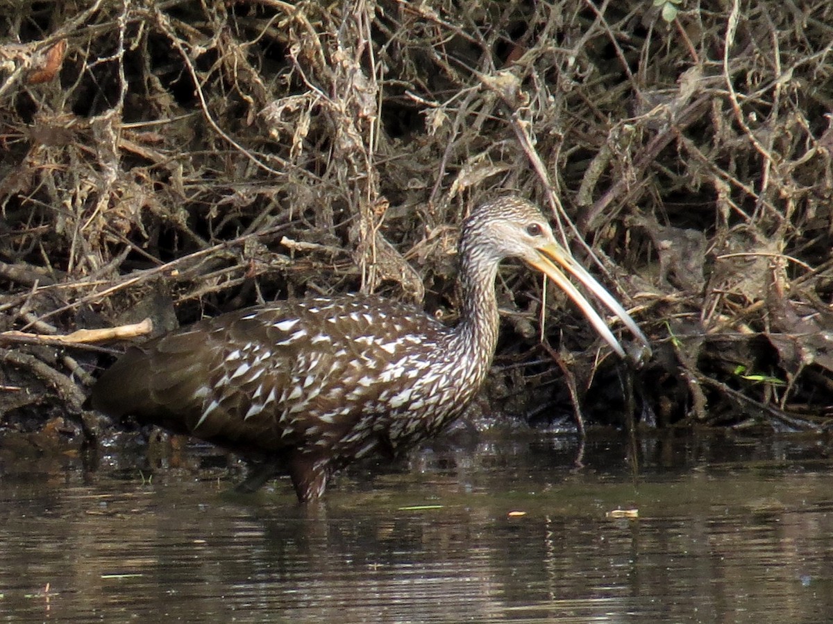 Limpkin - WS Barbour