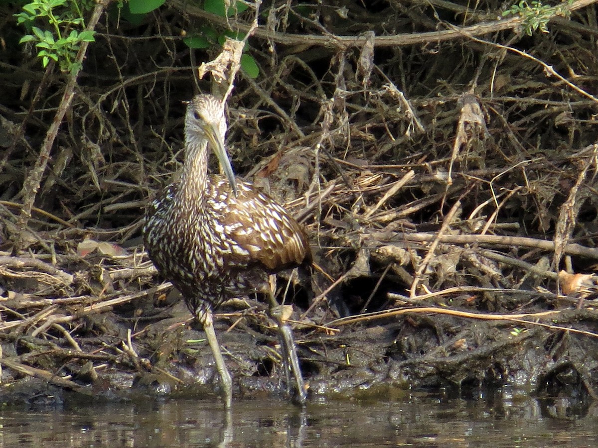 Limpkin - WS Barbour