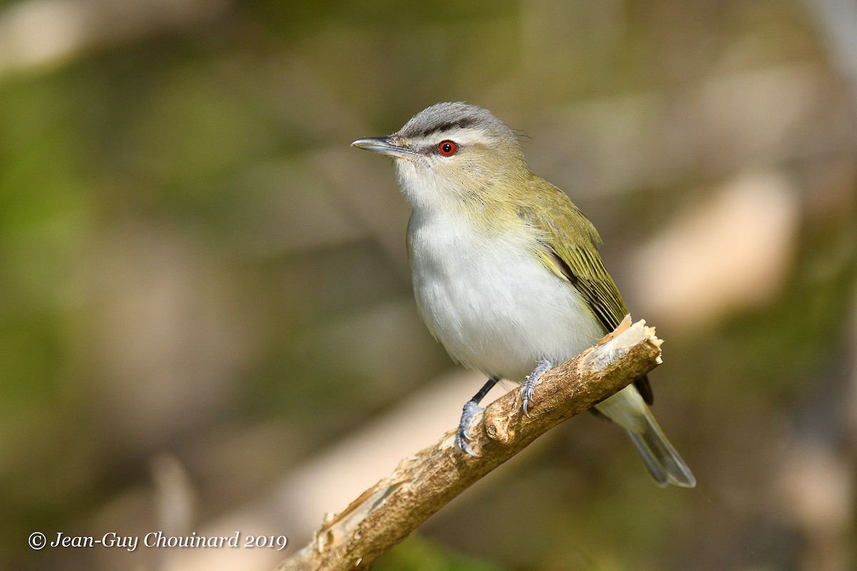 Red-eyed Vireo - ML162735791