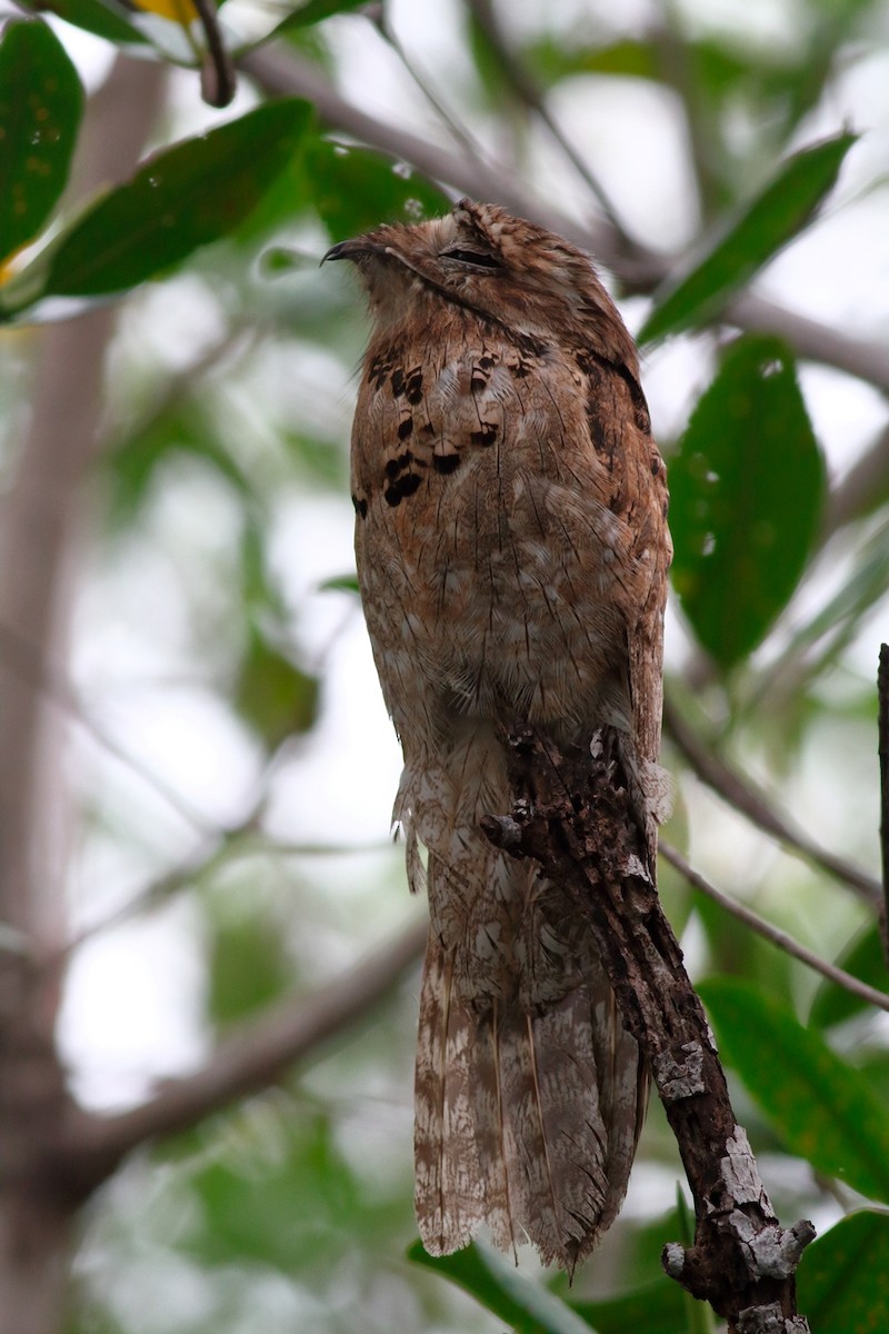 Northern Potoo - Manfred Bienert