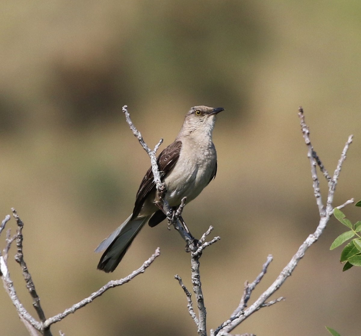 Northern Mockingbird - Tom Benson