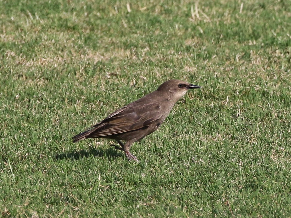 European Starling - Tom Benson