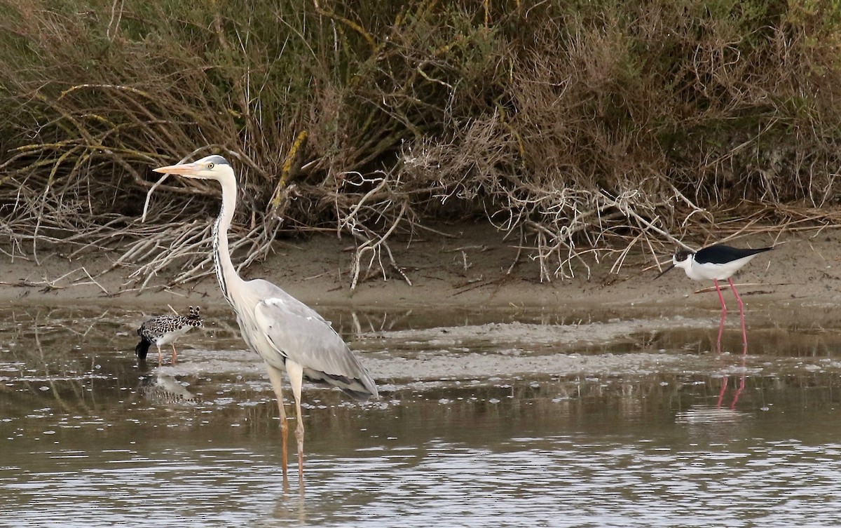 Gray Heron - ML162738681