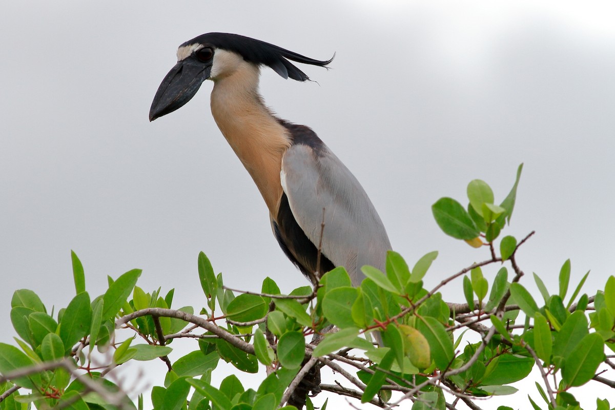 Boat-billed Heron - Manfred Bienert