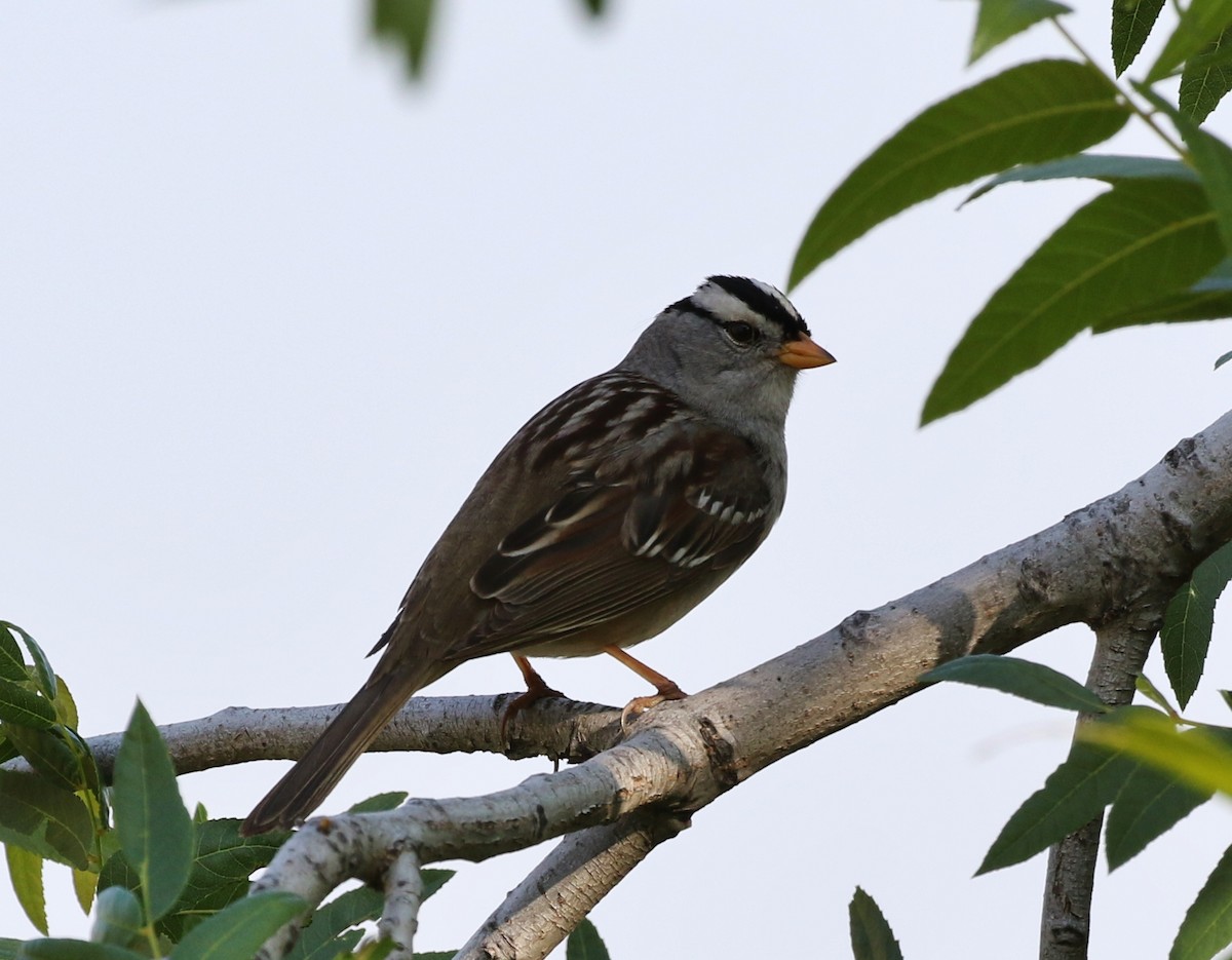 Porsuk Serçesi (gambelii) - ML162739131