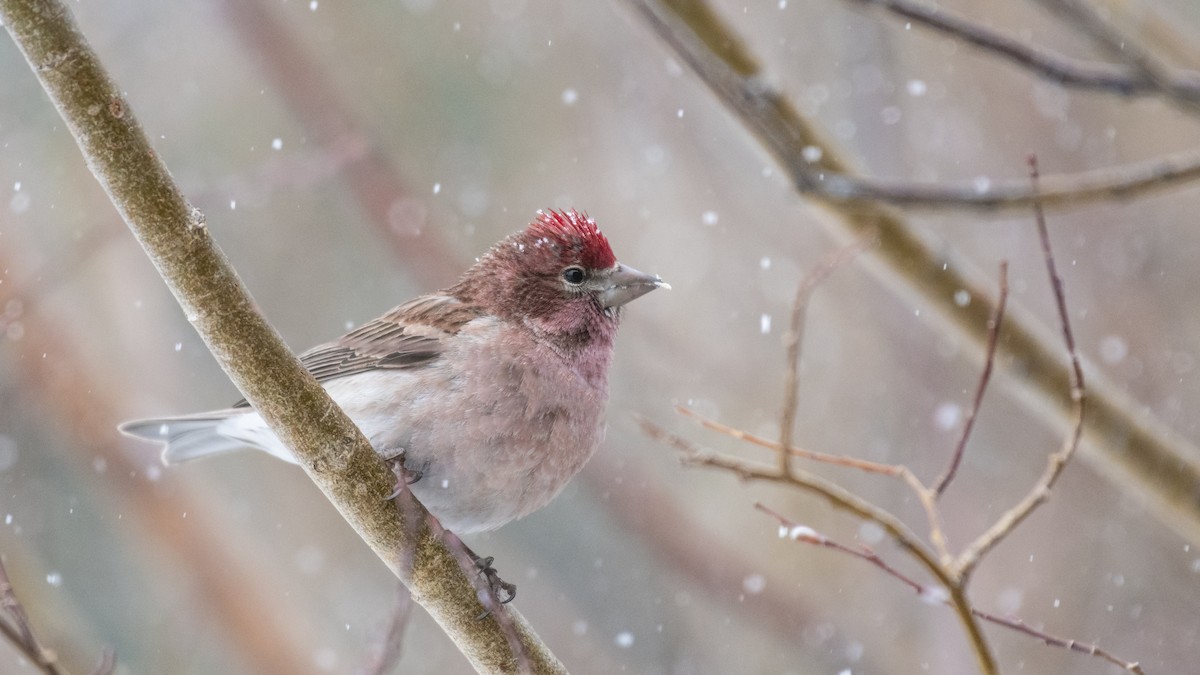 Cassin's Finch - ML162739661