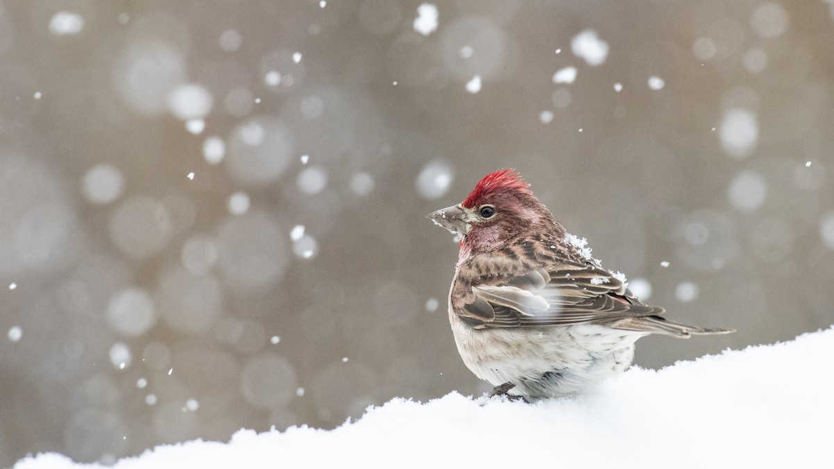 Cassin's Finch - ML162739751