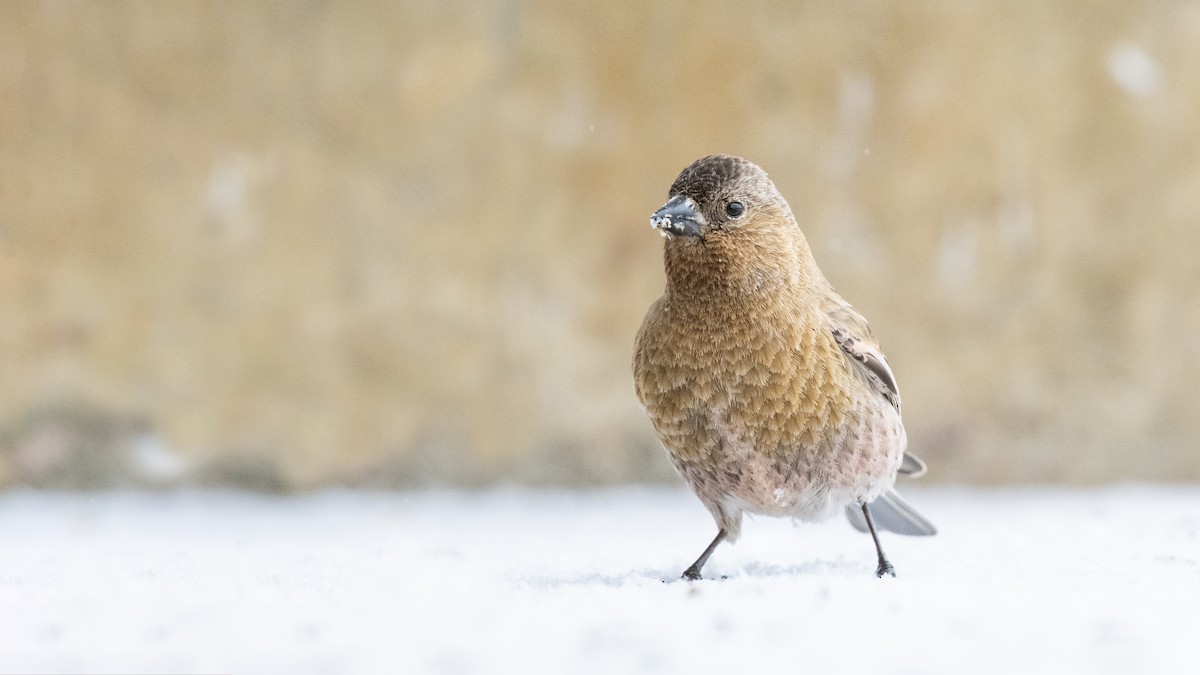 Brown-capped Rosy-Finch - ML162739851